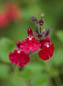 GREEN AND GORGEOUS FLOWERS, OXFORDSHIRE: RED, WHITE FLOWERS OF SALVIA MICROPHYLLA RUBY STAR, PERENNIALS, SUMMER, SCENTED