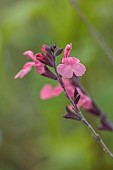 GREEN AND GORGEOUS FLOWERS, OXFORDSHIRE: PINK, FLOWERS OF SALVIA JAMENSIS PINK, PERENNIALS, SUMMER, SCENTED