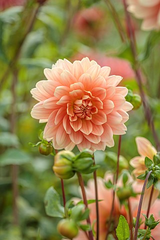 GREEN_AND_GORGEOUS_FLOWERS_OXFORDSHIRE_PINK_YELLOW_BROWN_CREAM_FLOWERS_OF_DAHLIA_CAROLINA_WAGEMANS_P