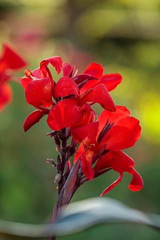 MORTON_HALL_GARDENS_WORCESTERSHIRE_RED_FLOWERS_OF_CANNA_PERENNIALS_SEPTEMBER
