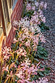 MORTON HALL GARDENS, WORCESTERSHIRE: PINK FLOWERS OF NERINE BOWDENII MARNIE ROGERSON BESIDE GREENHOUSE, SEPTEMBER, BULBS