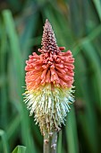EAST COURT GARDENS, GLOUCESTERSHIRE: RED, YELLOW, ORANGE FLOWERS OF KNIPHOFIA UVARIA, RED HOT POKER, PERENNIALS