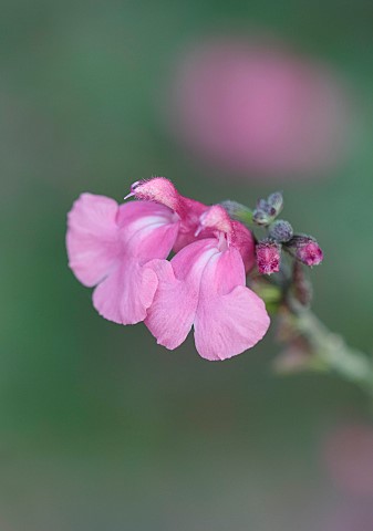 EAST_COURT_GARDENS_GLOUCESTERSHIRE_PINK_FLOWERS_OF_SALVIA_GREGGII_PINK_BLUSH_SCENTED_FRAGRANT_SAGE