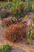 NORWELL NURSERIES, NOTTINGHAMSHIRE: THE SAND BEDS, BORDERS, OCTOBER, PERENNIALS, FALL, BLOOMS, BLOOMING, CHRYSANTHEMUMS, HELENIUMS, EUCOMIS SPARKLING BURGUNDY