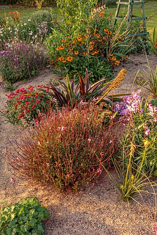 NORWELL_NURSERIES_NOTTINGHAMSHIRE_THE_SAND_BEDS_BORDERS_OCTOBER_PERENNIALS_FALL_BLOOMS_BLOOMING_CHRY