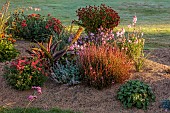 NORWELL NURSERIES, NOTTINGHAMSHIRE: THE SAND BEDS, BORDERS, OCTOBER, PERENNIALS, FALL, BLOOMS, BLOOMING, CHRYSANTHEMUMS, HELENIUMS, EUCOMIS SPARKLING BURGUNDY