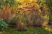 NORWELL NURSERIES, NOTTINGHAMSHIRE: GRASSES, SHRUBS, MISCANTHUS MALEPARTUS, CERCIS CANADENSIS FOREST PANSY
