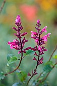 NORWELL NURSERIES, NOTTINGHAMSHIRE: PINK FLOWERS, BLOOMS OF SALVIA WINE SYN. SALVIA MULBERRY JAM, SAGES, PERENNIALS
