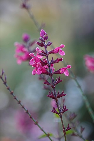 NORWELL_NURSERIES_NOTTINGHAMSHIRE_PINK_FLOWERS_BLOOMS_OF_SALVIA_WINE_SYN_SALVIA_MULBERRY_JAM_SAGES_P