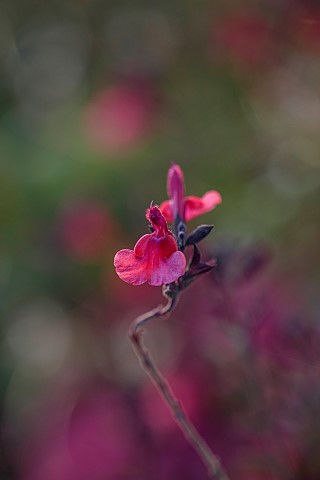NORWELL_NURSERIES_NOTTINGHAMSHIRE_PINK_RED_FLOWERS_OF_SALVIA_MICROPHYLLA_WINE_AND_ROSES_SAGE_PERENNI