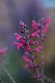 NORWELL NURSERIES, NOTTINGHAMSHIRE: PINK FLOWERS, BLOOMS OF SALVIA MULBERRY WINE SYN MULBERRY JAM, PERENNIALS, AUTUMN
