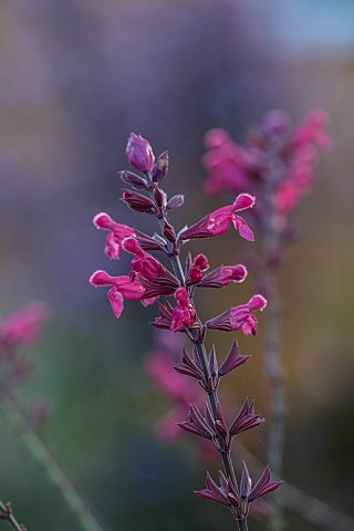 NORWELL_NURSERIES_NOTTINGHAMSHIRE_PINK_FLOWERS_BLOOMS_OF_SALVIA_MULBERRY_WINE_SYN_MULBERRY_JAM_PEREN