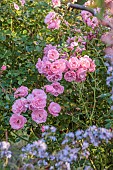 NORWELL NURSERIES, NOTTINGHAMSHIRE: PINK FLOWERS OF ROSES, ROSA MEIDOMONAC BONICA, FLOWERING, BLOOMING, PERENNIALS