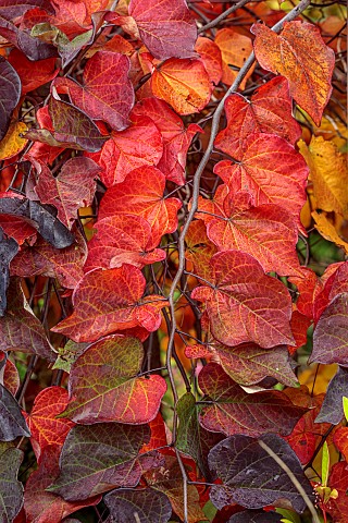 CLOSE_UP_PORTRAIT_OF_CERCIS_CANADENSIS_RUBY_FALLS_PURPLE_RED_FOLIAGE_LEAVES_SHRUBS