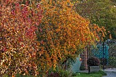 BORDE HILL GARDEN, WEST SUSSEX: BORDER, NOVEMBER, GOLDEN, YELLOW, ORANGE FRUITS OF MALUS YELLOW SIBERIAN, CRAB APPLES, COTINUS COGGYGRIA ROYAL PURPLE, DECIDUOUS, TREES