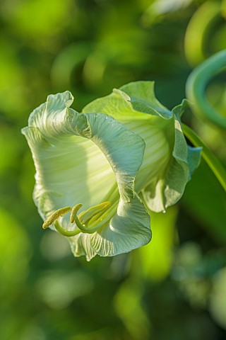 BORDE_HILL_GARDEN_WEST_SUSSEX_GREEN_FLOWERS_OF_COBAEA_SCANDENS_F_ALBA_ANNUALS_CLIMBERS_CLIMBING_BLOO