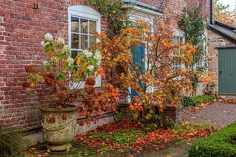 THE_LAUNDRY_GARDEN_DENBIGH_WALES_NOVEMBER_FRONT_DOOR_HOUSE_ACER_MAPLES_CONTAINER_WITH_HYDRANGEA_ANNA