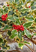 THE LAUNDRY GARDEN, DENBIGH, WALES: CLOSE UP OF LEAVES AND RED BERRIES OF HOLLY, ILEX AQUIFOLIUM SILVER QUEEN, SHRUBS, EVERGREENS, FOLIAGE, LEAVES
