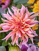 THE LAUNDRY GARDEN, DENBIGH, WALES: CLOSE UP OF PINK FLOWERS OF DAHLIA LABYRINTH, NOVEMBER