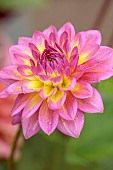 THE LAUNDRY GARDEN, DENBIGH, WALES: YELLOW, PINK FLOWERS OF DAHLIA, PERENNIALS, FALL, BLOOMS, AUTUMN, BLOOMING, FLOWERING