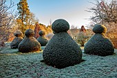 ROCKCLIFFE GARDEN, GLOUCESTERSHIRE: FROST, FROSTY, ENGLISH, COUNTRY, GARDEN, WINTER, SUNRISE. CLIPPED TOPIARY YEW, LAWN