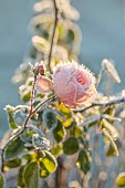ROCKCLIFFE GARDEN, GLOUCESTERSHIRE: PINK ROSE, ROSA DUSTED WITH FROST, WINTER, FROSTY, SUNRISE
