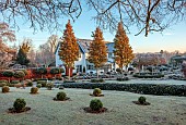 ORDNANCE HOUSE, WILTSHIRE: COUNTRY GARDEN, FROST, FROSTY, WINTER, ORIENTAL PEAR TREES, PYRUS CALLERYANA CHANTICLEER, BOX BALLS, LAWN, SUNRISE, DAWN, CLIPPED TOPIARY