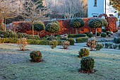 ORDNANCE HOUSE, WILTSHIRE: COUNTRY GARDEN, FROST, FROSTY, WINTER, BOX BALLS, LAWN, SUNRISE, DAWN, CLIPPED TOPIARY PORTUGUESE LAUREL, PRUNUS LUSITANICA, BEECH HEDGES, HEDGING