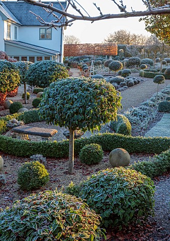 ORDNANCE_HOUSE_WILTSHIRE_COUNTRY_GARDEN_FROST_FROSTY_WINTER_BOX_BALLS_LAWN_SUNRISE_DAWN_CLIPPED_TOPI