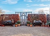ORDNANCE HOUSE, WILTSHIRE: COUNTRY GARDEN, FROST, FROSTY, WINTER, SUNRISE, DAWN, BEECH HEDGES, HEDGING, GREENHOUSE, GLASSHOUSE, GRAVEL, GATE, TERRACOTTA CONTAINERS, BOX BALLS