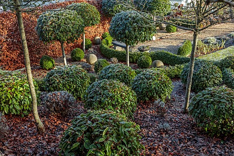 ORDNANCE_HOUSE_WILTSHIRE_COUNTRY_GARDEN_FROST_FROSTY_WINTER_BOX_SUNRISE_DAWN_CLIPPED_TOPIARY_PORTUGU