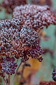 ORDNANCE HOUSE, WILTSHIRE: COUNTRY GARDEN, FROST, FROSTY, WINTER, SUNRISE, DAWN, RUSTY SEEDHEADS OF SEDUM SPECTABILE AUTUMN JOY, FROSTED, SEED, HEADS, FLOWERS