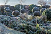ORDNANCE HOUSE, WILTSHIRE: FROST, FROSTY, WINTER, HEDGES, HEDGING, CLIPPED TOPIARY STANDARDS, PORTUGUESE LAUREL, PRIVET, FORMAL, COUNTRY, GARDEN