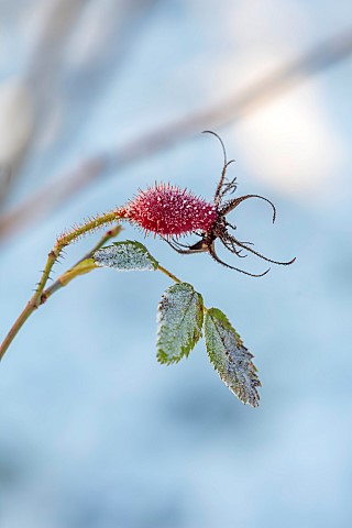 MORTON_HALL_GARDENS_WORCESTERSHIRE_WINTER_SNOW_FROST_FRUITS_BERRIES_OF_ROSES_ROSA_POMIFERA_SYN_ROSA_