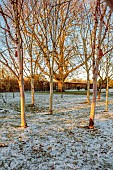 MORTON HALL GARDENS, WORCESTERSHIRE: WINTER, SNOW, FROST, BIRCH TREES IN THE MEADOW