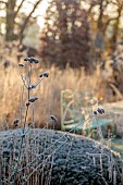 SILVER STREET FARM, DEVON: FROST, FROSTY, WINTER, SEED HEADS, FLOWERS OFVERBENA BONARIENSIS, PERENNIALS, YEW, CLIPPED, TOPIARY, DOME, GREEB METAL SEAT, GRASSES