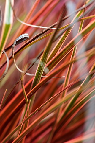 ORANGE_RED_LEAVES_FOLIAGE_OF_GRASS_UNCINIA_RUBRA_EVERFLAME_ORNAMENTAL_PERENNIALS_VARIEGATED_WINTER