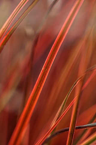ORANGE_RED_LEAVES_FOLIAGE_OF_GRASS_UNCINIA_RUBRA_EVERFLAME_ORNAMENTAL_PERENNIALS_VARIEGATED_WINTER