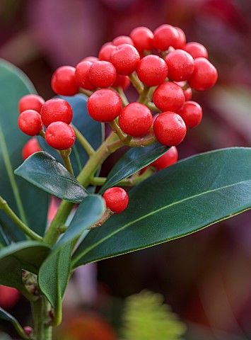ORANGE_RED_BERRIES_FRUITS_OF_SKIMMIA_JAPONICA_TEMPTATION_WINTER_SHRUBS_JANUARY