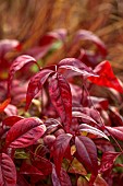 RED, PINK, LEAVES, FOLIAGE OF NANDINA DOMESTICA FIRE POWER, WINTER, SHRUBS, JANUARY, EVERGREENS, HEAVENLY BAMBOO