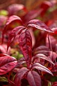 RED, PINK, LEAVES, FOLIAGE OF NANDINA DOMESTICA FIRE POWER, WINTER, SHRUBS, JANUARY, EVERGREENS, HEAVENLY BAMBOO