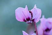 PINK FLOWERS OF CYCLAMEN COUM CYBERIA PINK, WINTER, JANUARY, BULBS, PERENNIALS, CORMS