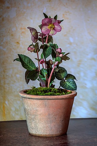 TERRACOTTA_CONTAINER_PLANTED_WITH_HELLEBORE_HELLEBORUS_FROSTKISS_PIPPAS_PURPLE_POTS_WINTER_JANUARY
