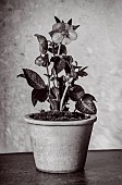 BLACK AND WHITE PHOTOGRAPH OF TERRACOTTA CONTAINER PLANTED WITH HELLEBORE, HELLEBORUS FROSTKISS PIPPAS PURPLE, POTS, WINTER, JANUARY