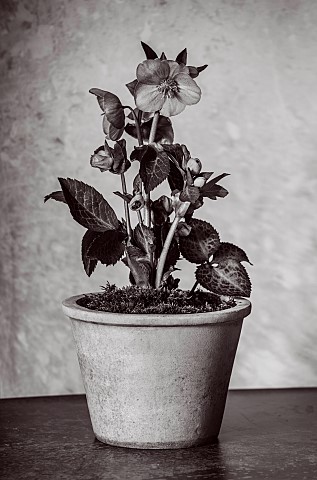 BLACK_AND_WHITE_PHOTOGRAPH_OF_TERRACOTTA_CONTAINER_PLANTED_WITH_HELLEBORE_HELLEBORUS_FROSTKISS_PIPPA