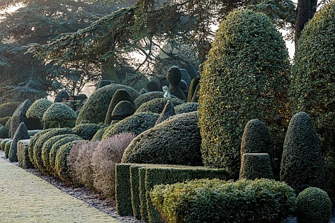 BRODSWORTH_HALL_YORKSHIRE_DAWN_SUNRISE_WINTER_JANUARY_FROST_LAWN_CLIPPED_TOPIARY_SHRUBS_CEDARS_HEDGE