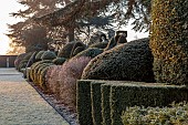 BRODSWORTH HALL, YORKSHIRE: DAWN, SUNRISE, WINTER, JANUARY, FROST, LAWN, CLIPPED TOPIARY SHRUBS, CEDARS, HEDGES, HEDGING, EVERGREENS, VICTORIAN, PATHS, BORDERS, FORMAL, GARDEN