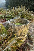 BRODSWORTH HALL, YORKSHIRE: WINTER, JANUARY, FROST, VICTORIAN, MIST, FOG, FOLIAGE, LEAVES, GREEN, FERNS, STONE, URN, CONTAINER, GROTTO, FOLLY