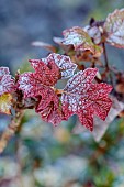BORDE HILL GARDEN, WEST SUSSEX: RED LEAVES OF HYDRANGEA QUERCIFOLIA ALICE, FROST, FROSTED, JANUARY, WINTER, SHRUBS