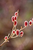 ANNES GARDEN, YORKSHIRE: WINTER, FEBRUARY, RED, PINK, CATKINS, FLOWERS OF WILLOW, SALIX GRACILISTYLA MOUNT ASO, SHRUBS, PUSSY WILLOW